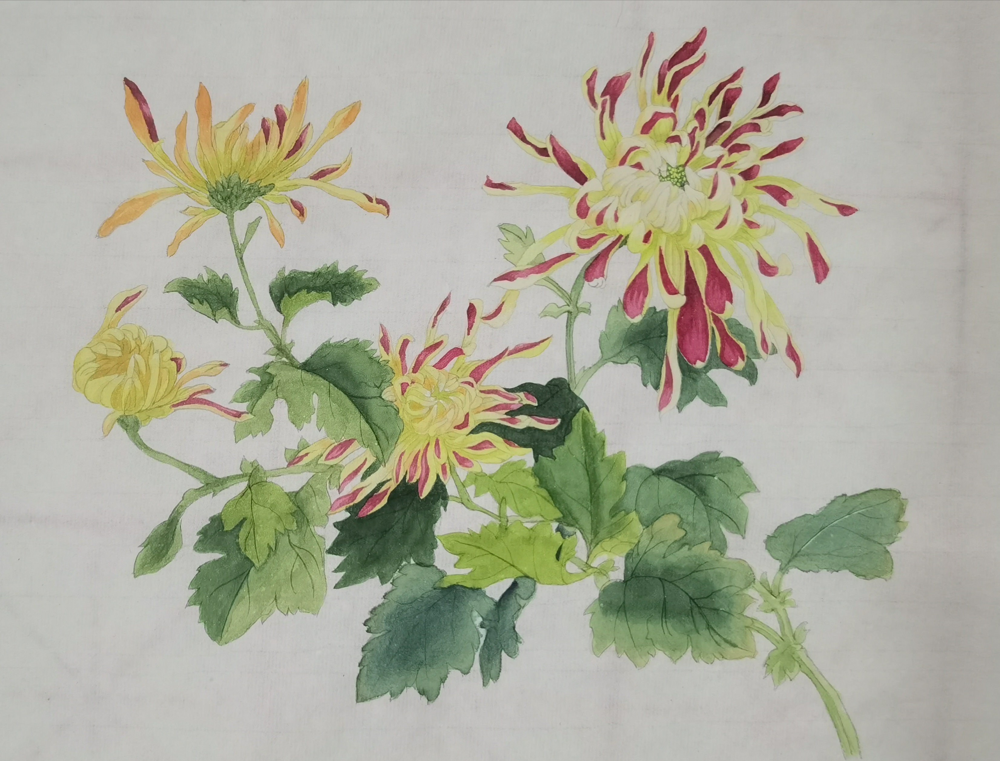 国画-菊.jpg