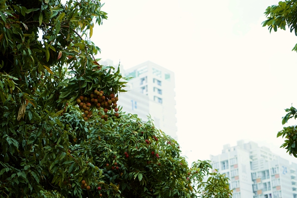 1528100142124070994.jpg _DSC1907_副本.jpg