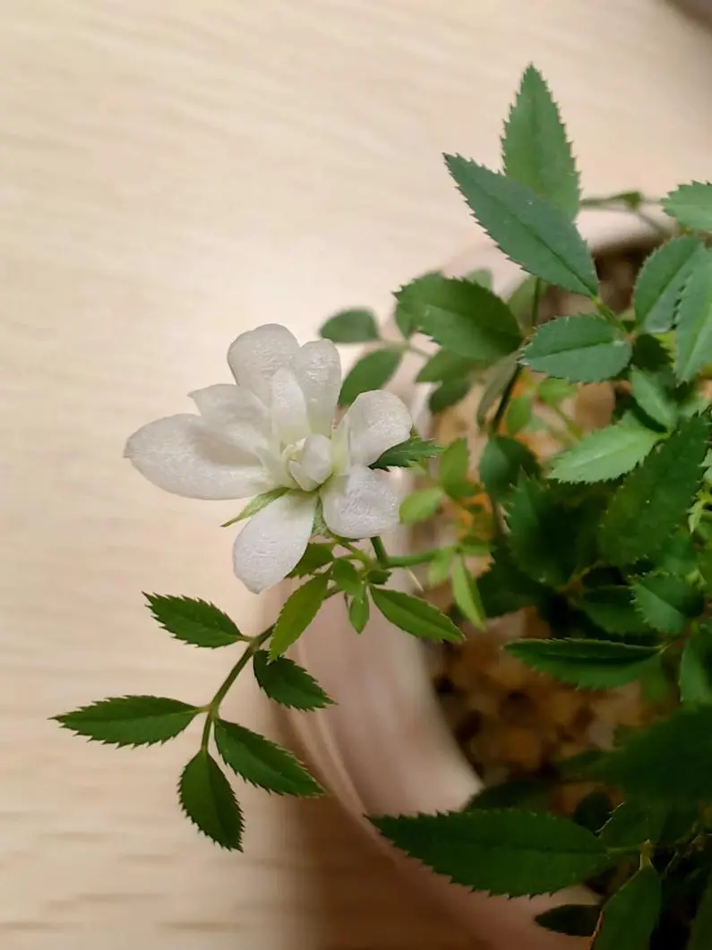 1716253790707046955.jpg 640 (7).jpg